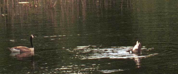 Adolescent Canada goose bobbing