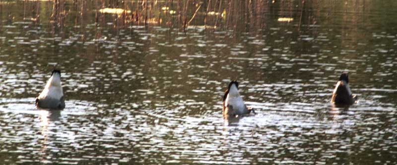 Canada goose family bobbing