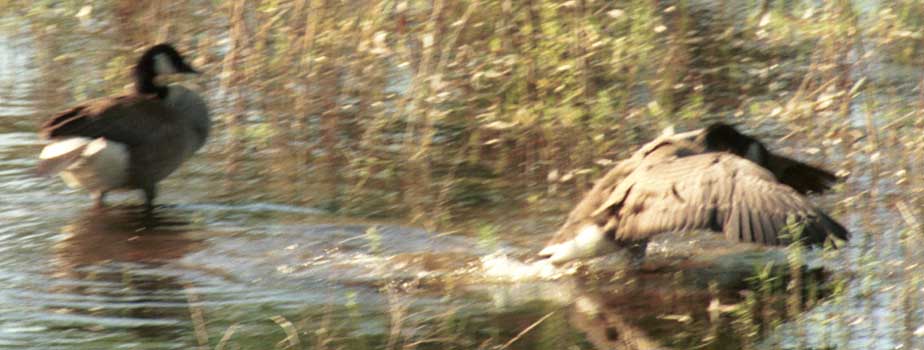 First flap of Canada goose