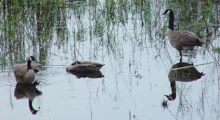 Goose family portrait