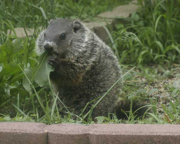 Baby groundhog tackles leaf