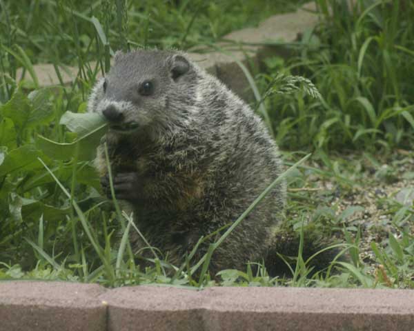 Baby groundhog munching