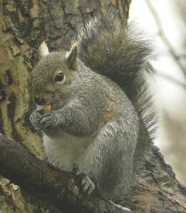 Gray squirrel quiet time