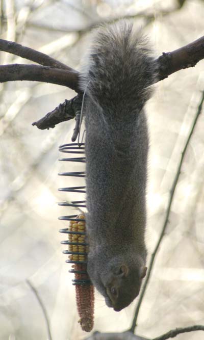 Rhett hanging around