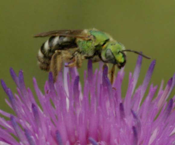green bee