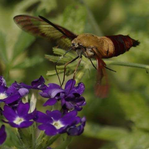 Hummingbird moth drinking nectar