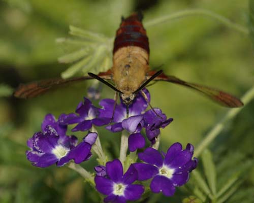 Hummingbird moth feeding deeply