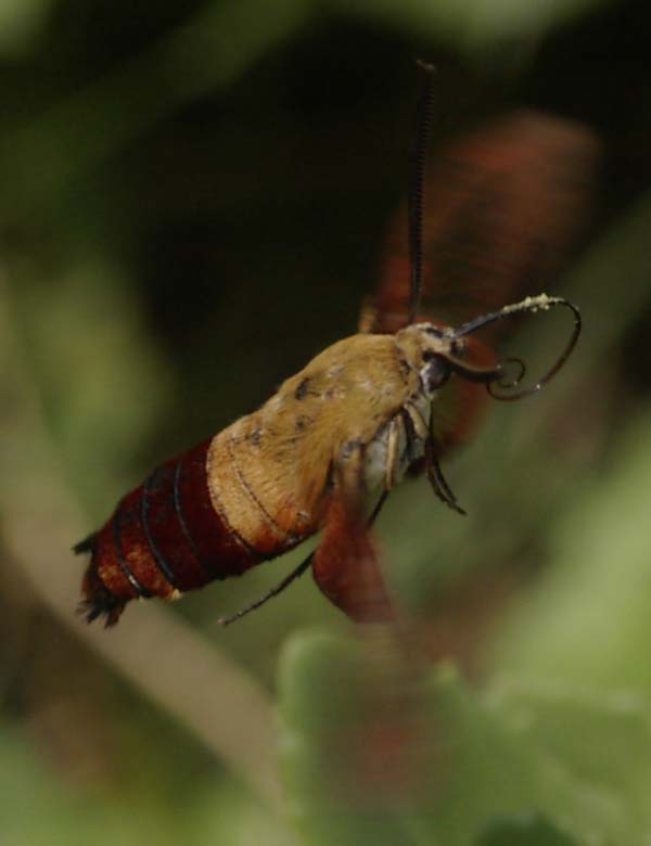 Hummingbird moth in flight