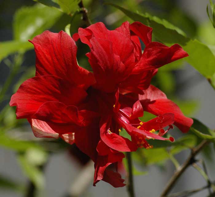 Hibiscus flower