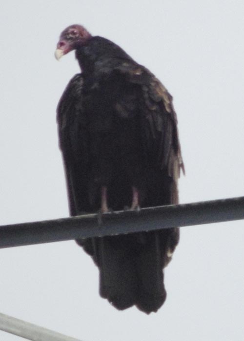 Turkey vulture, perching