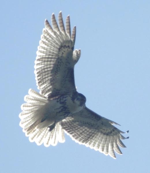 Red-tailed hawk kiting