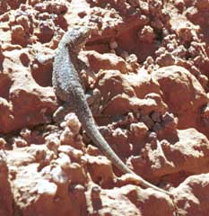 Side-blotched lizard