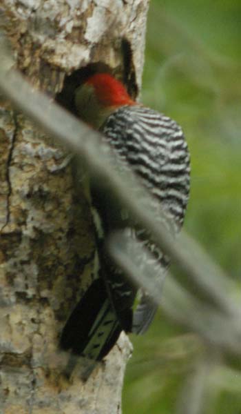 Further red-bellied examination