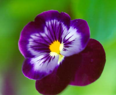 Pansy