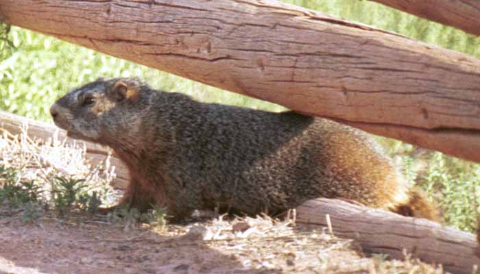 Yellow-bellied marmot by fence