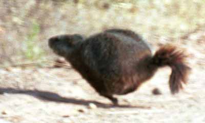 Marmot at high speed