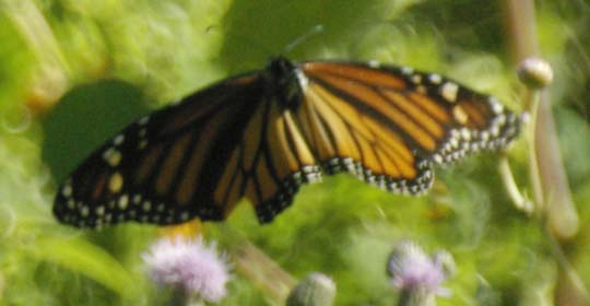 She monarch in flight