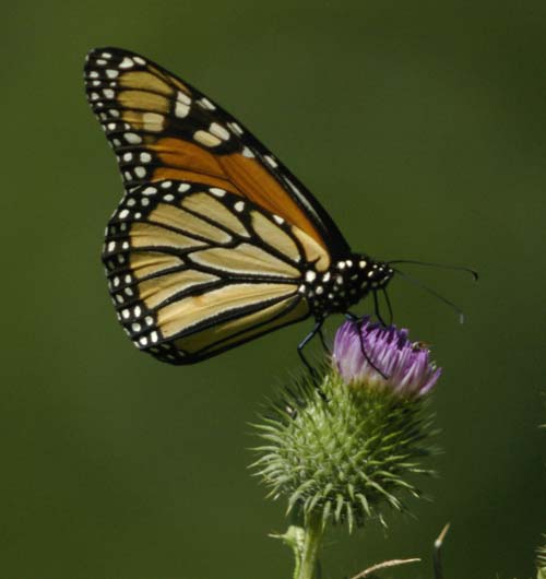 Monarch on thistle flower