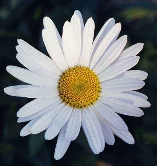 Daisy, beautiful