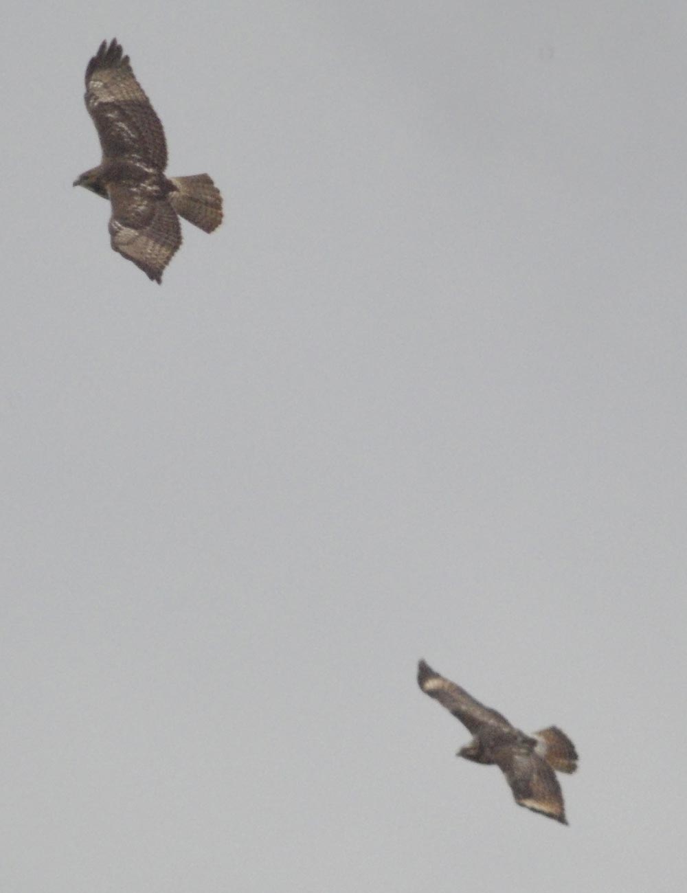 Identify the two hawks