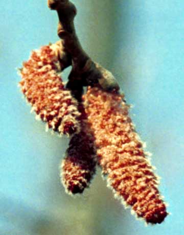 Poplar catkin