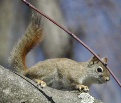 A red squirrel