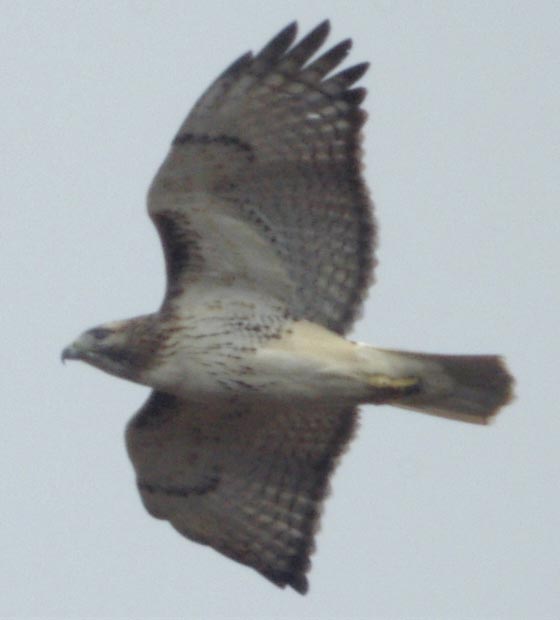 Red-tailed hawk