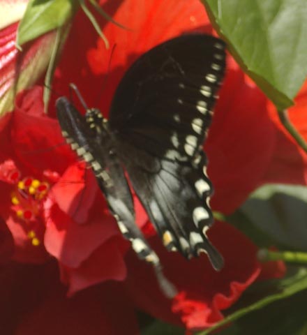 Male spicebush swallowtail, wings open, resting on a hibiscus.