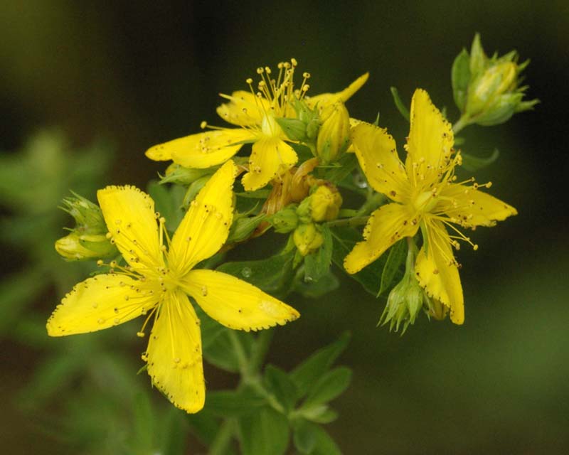 St. Johnswort flowers