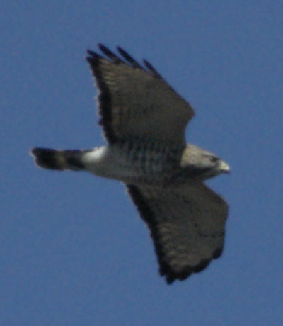 Broadwing hawk