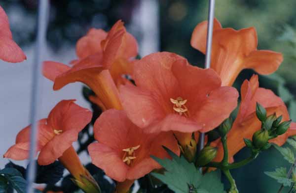 Trumpet vine