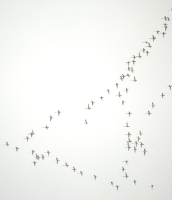 Enormous flight of tundra swans