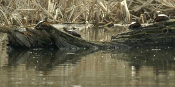 Four turtles on a log