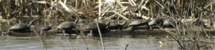 A row of eastern painted turtles