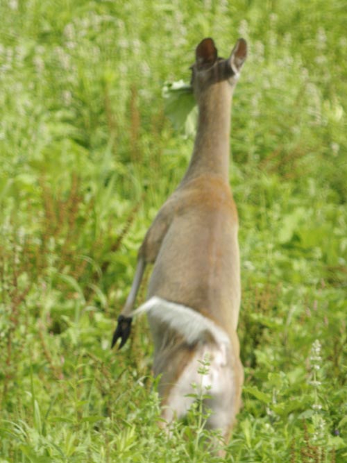 A white-tailed deer running away - with leaf