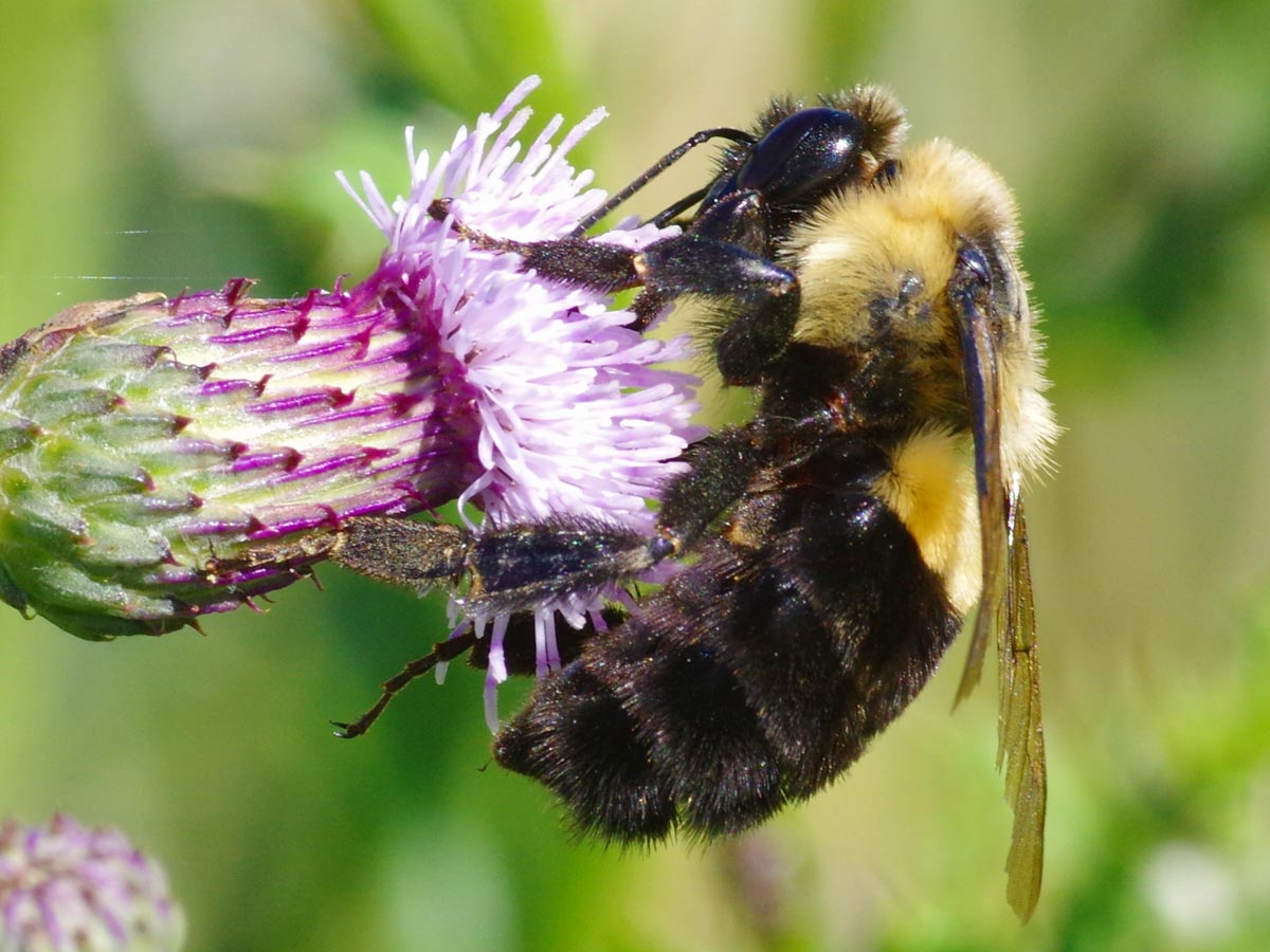 Bumblebee on thistle