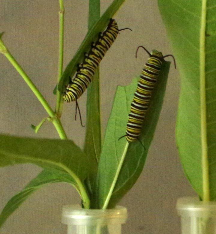 Two monarch caterpillars inside their home