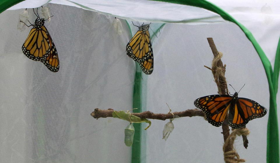 Home cube scene with monarchs ready to go
