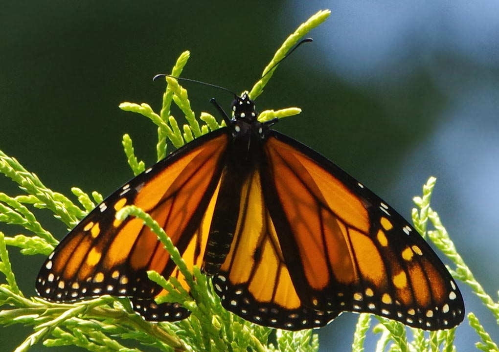 Monarch on top of cypress