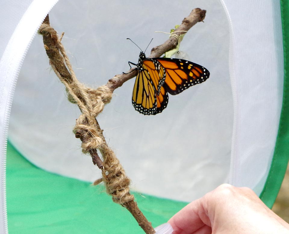 Monarch transfer to flight cube
