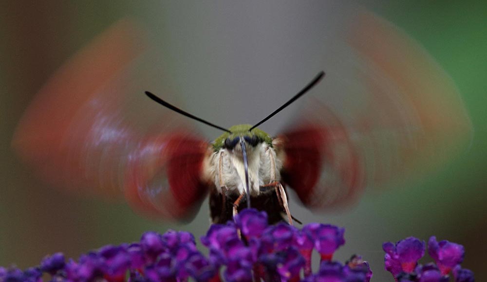 Hummingbird clearwing moth, the stare