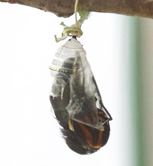 Monarch working itself free