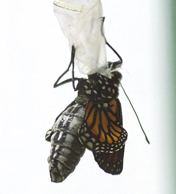 Monarch wing growth