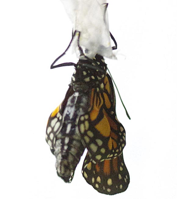 Monarch wing growth