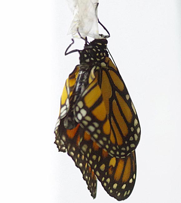 New wings of a monarch