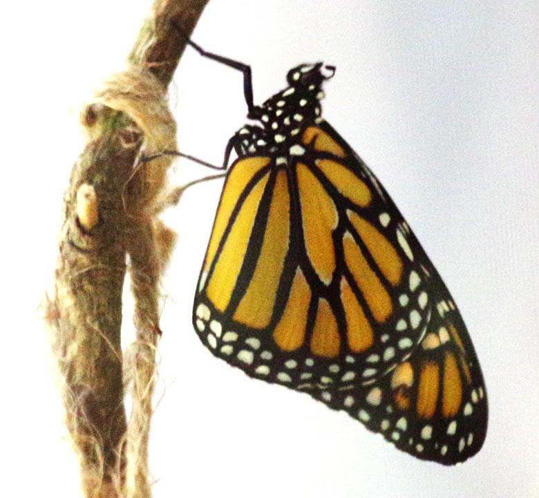 A resting monarch