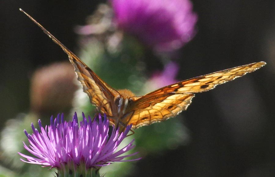 Variegated fritillary staring