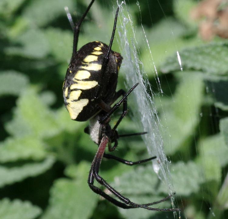 Argiope aurantia: side