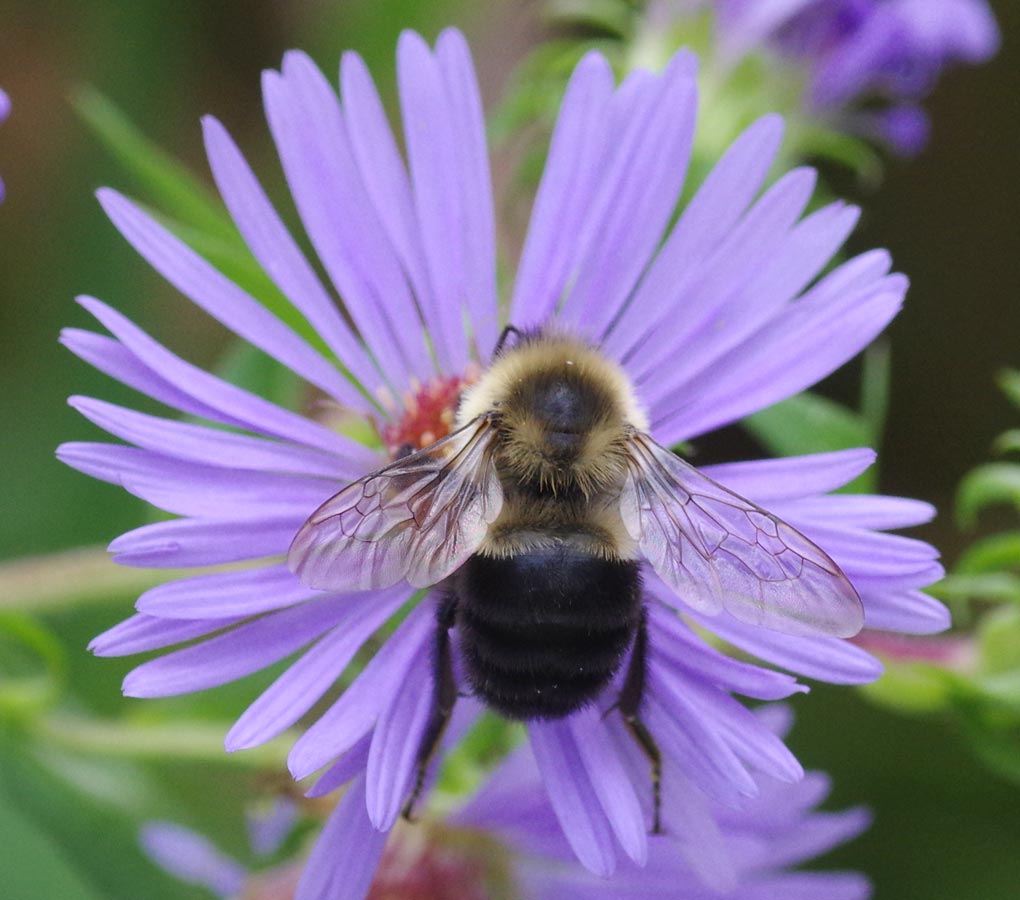 Bumblebee on aster