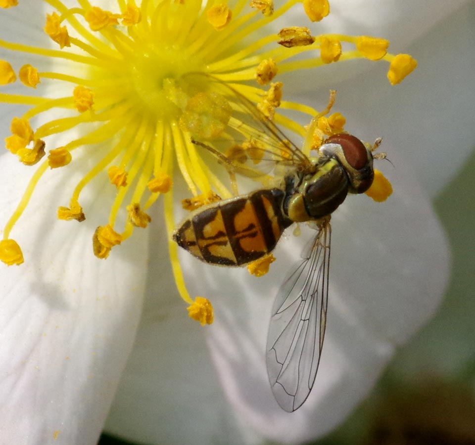 Hoverfly